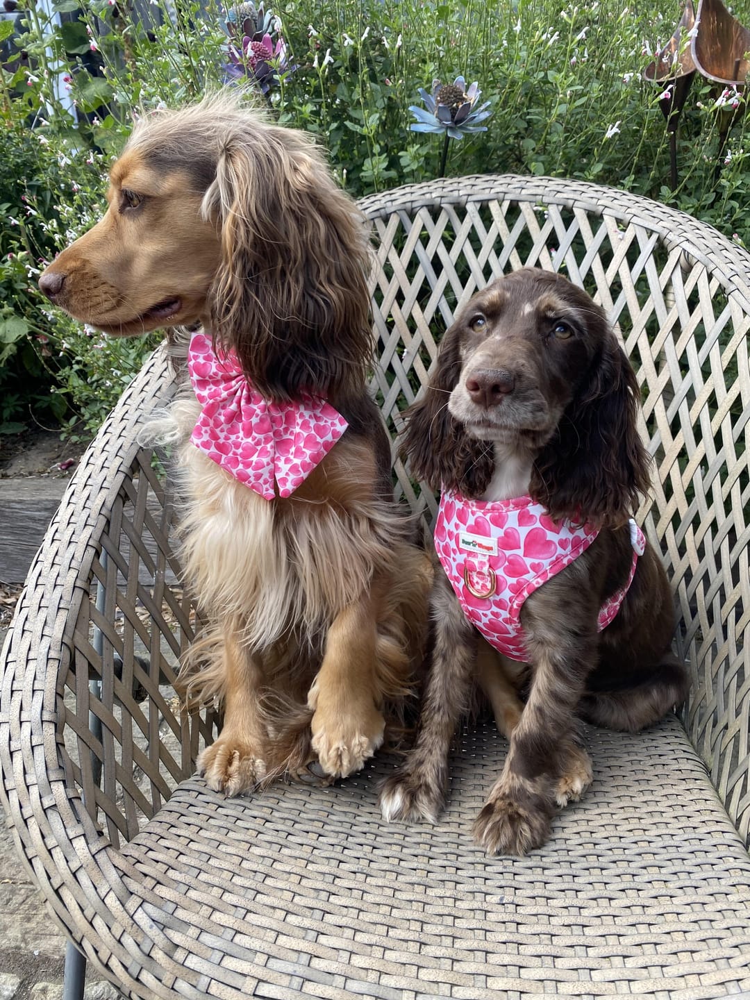 Customer photo review of Summer of Love Pink No Pull Adjustable Neck Dog Harness