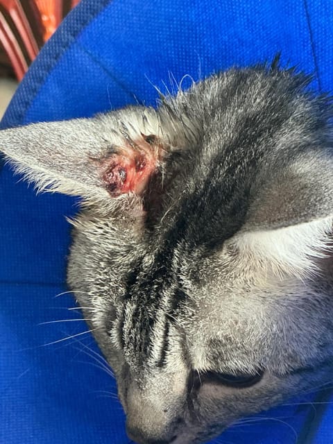Customer photo review of Cat Gel