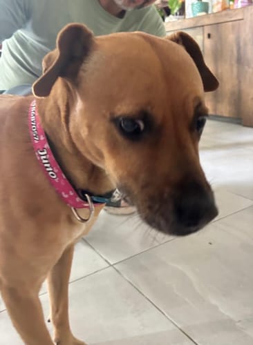 Customer photo review of Collar personalizado para Mascota: Corazones