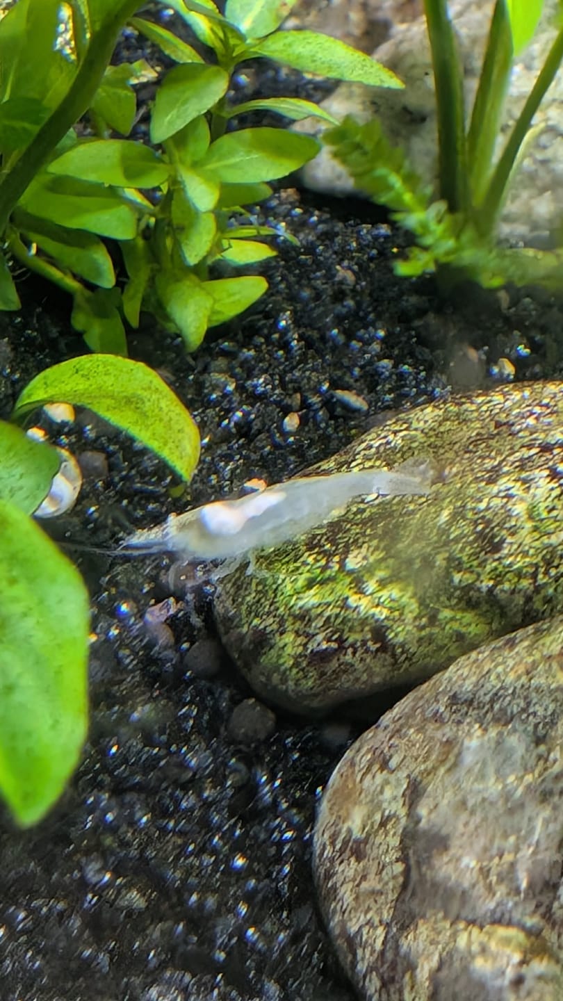 Customer photo review of Snowball Shrimp
