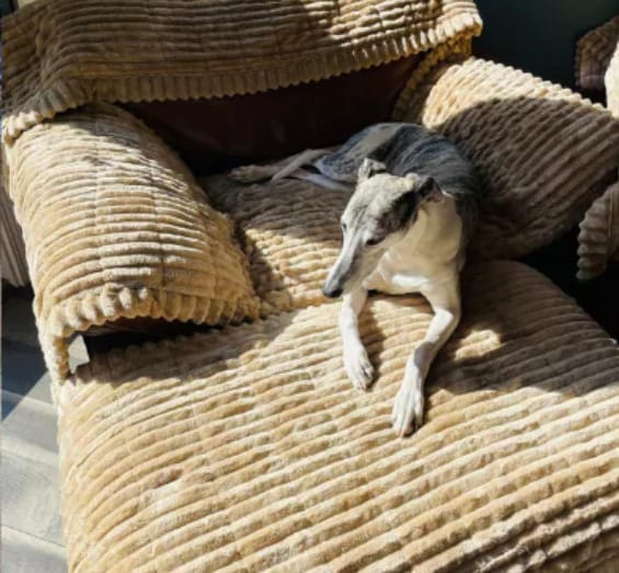 Customer photo review of LuxeLounge™ Couch Cover - Premium Protection Dogs Love