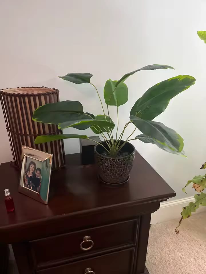 Customer photo review of Große Kunstpalme – Real Touch Bananenbaum