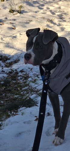 Customer photo review of Smycz z odblaskiem - Guard Leash Safe Czarna