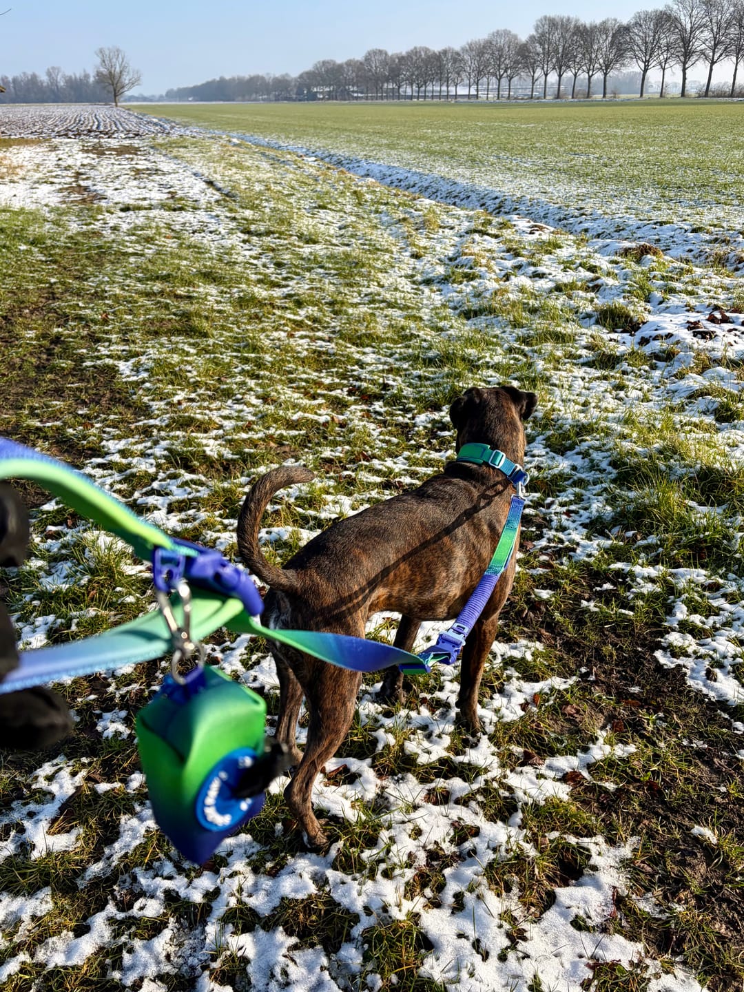Customer photo review of Multipurpose Seatbelt Handsfree Leash & Poop Bag Holder Set - Lime Wave