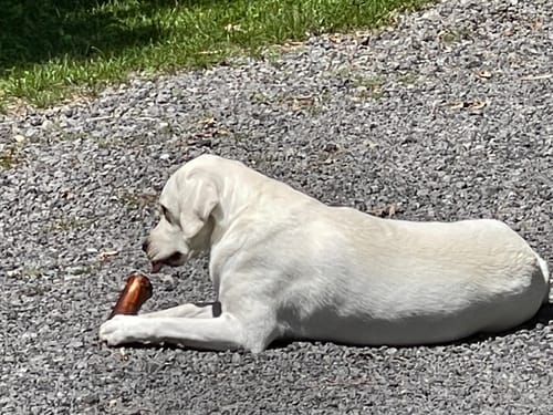 Customer's white dog lying on a gravel surface and chewing a Smoked Beef Marrow Bone.