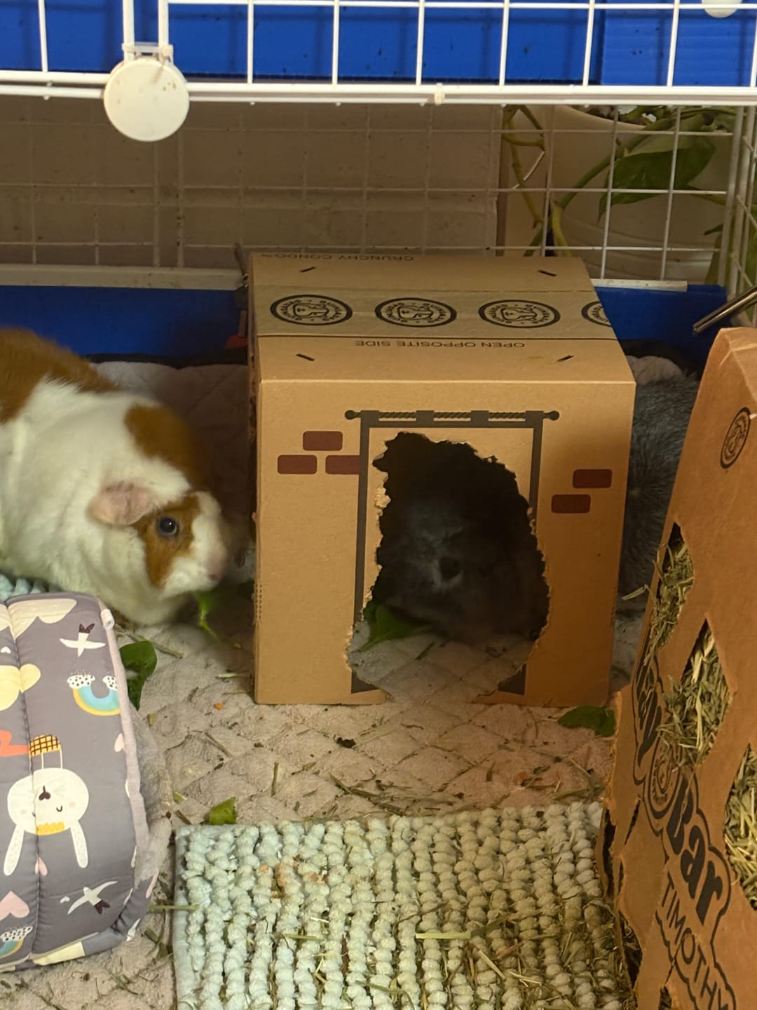 Customer photo review of GuineaDad Crunchy Condo Cardboard Hideout (3 Pack)