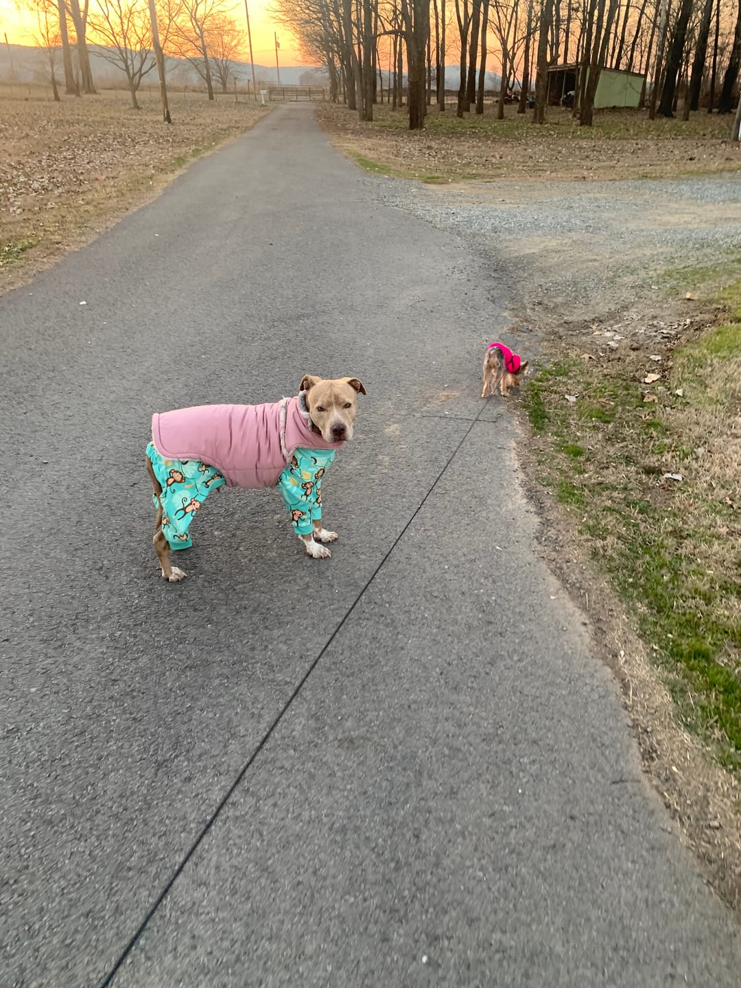 Customer photo review of Dog Pajama Prints