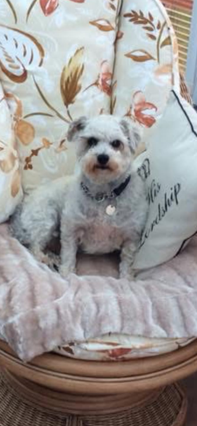 Customer photo review of Personalized Pet Keychain