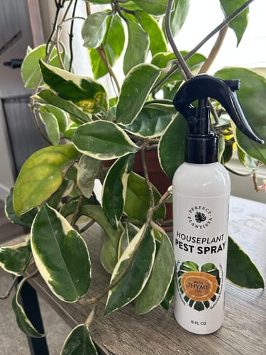 Customer's Houseplant Pest Spray bottle placed on a table next to a leafy, variegated houseplant.