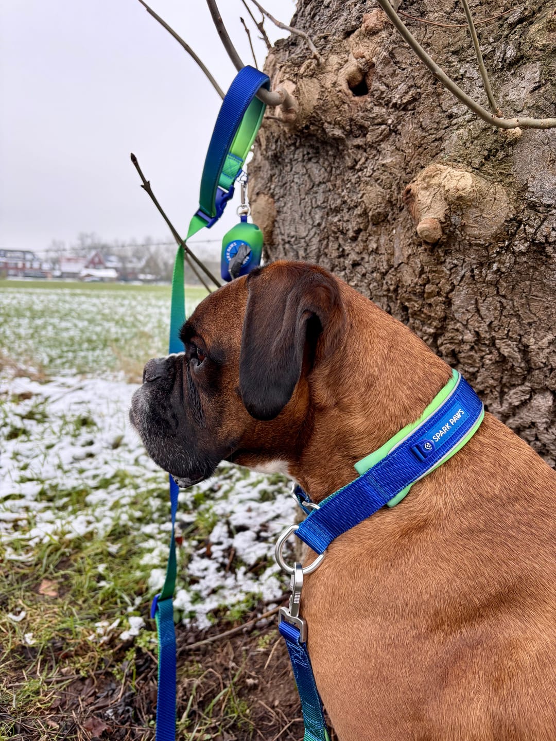 Customer photo review of Cushioned Martingale Collar - Lime Wave
