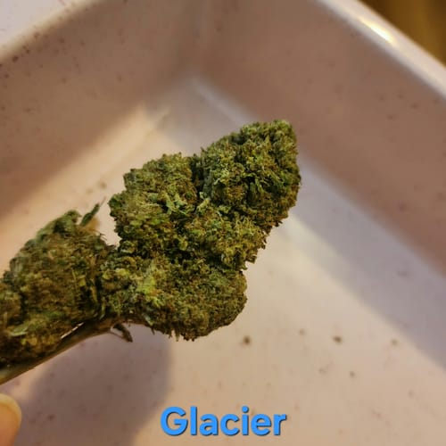 Customer photo review of Bulk THCA Flower Pounds