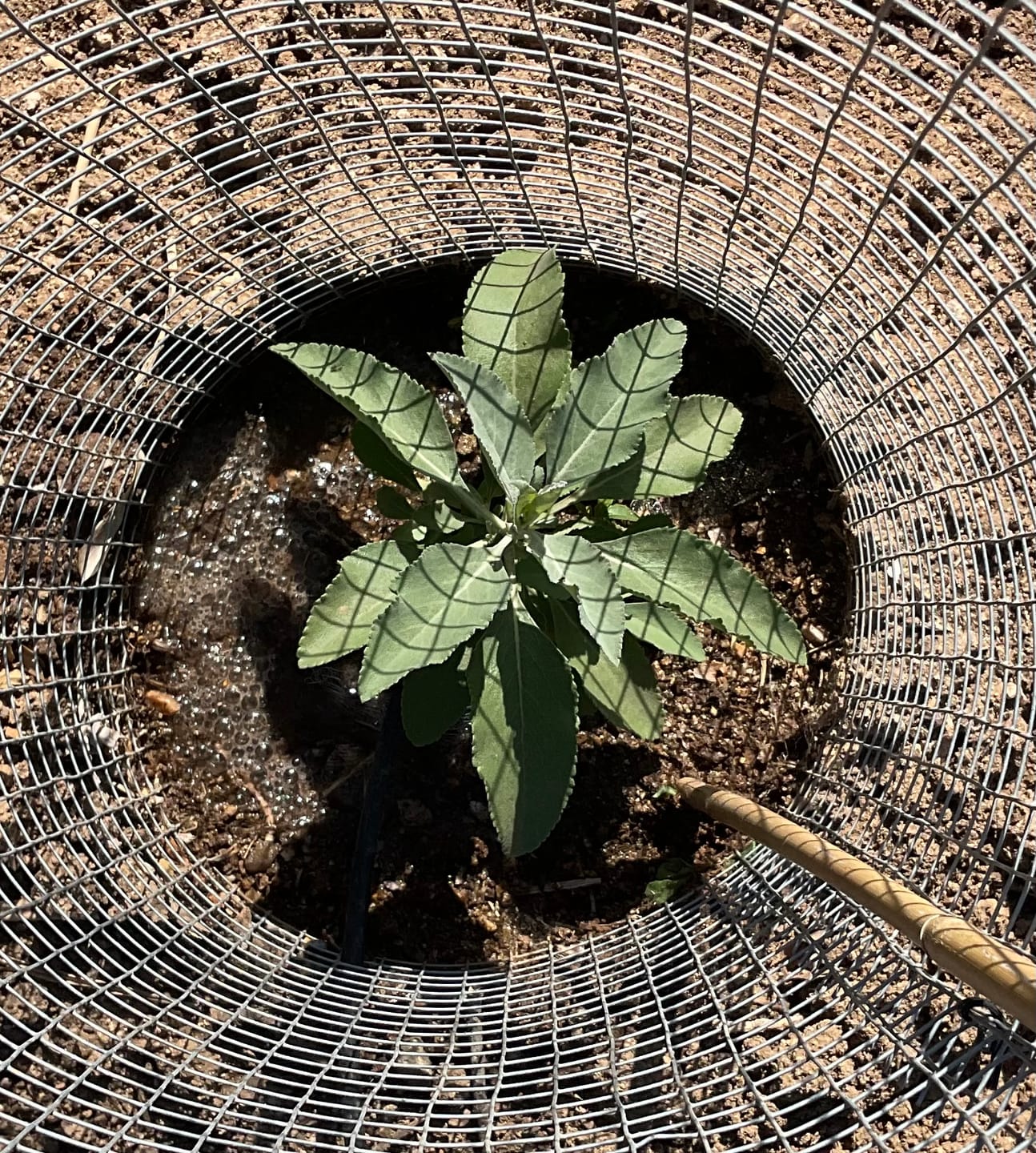 Customer photo review of White Sage Seeds - Salvia apiana