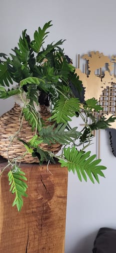 Customer photo review of Philodendron Kunst Hangplant 95cm