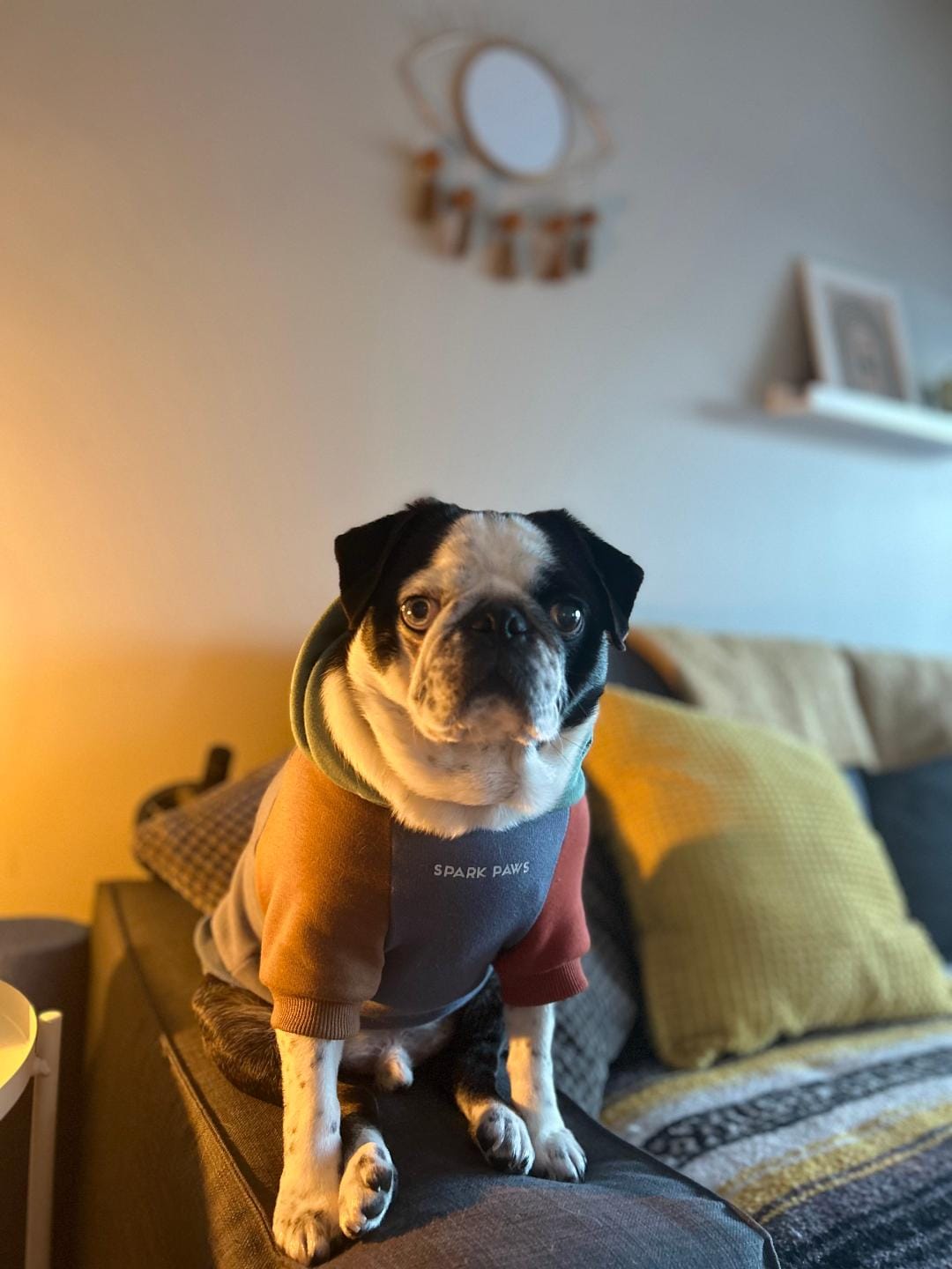 Customer photo review of Alpine Dog Hoodie