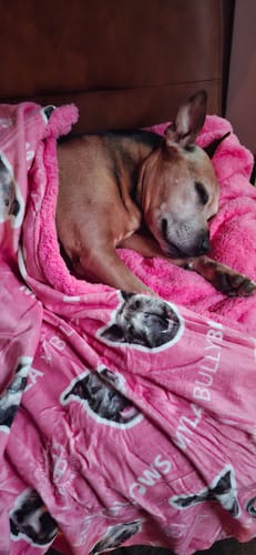 Customer's content dog sleeping under a pink blanket, from a review for the Training Double Ended Dog Lead.