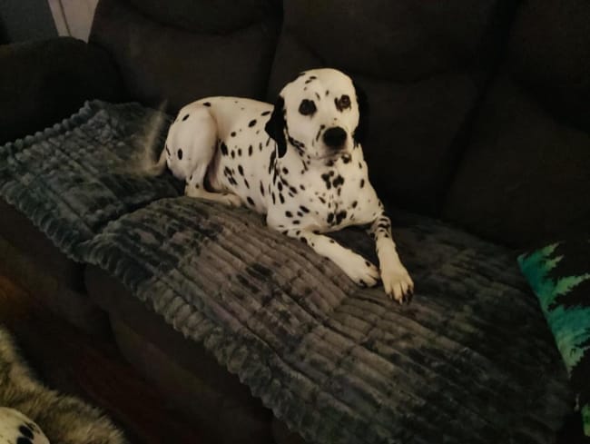Customer photo review of LuxeLounge™ Couch Cover - Premium Protection Dogs Love