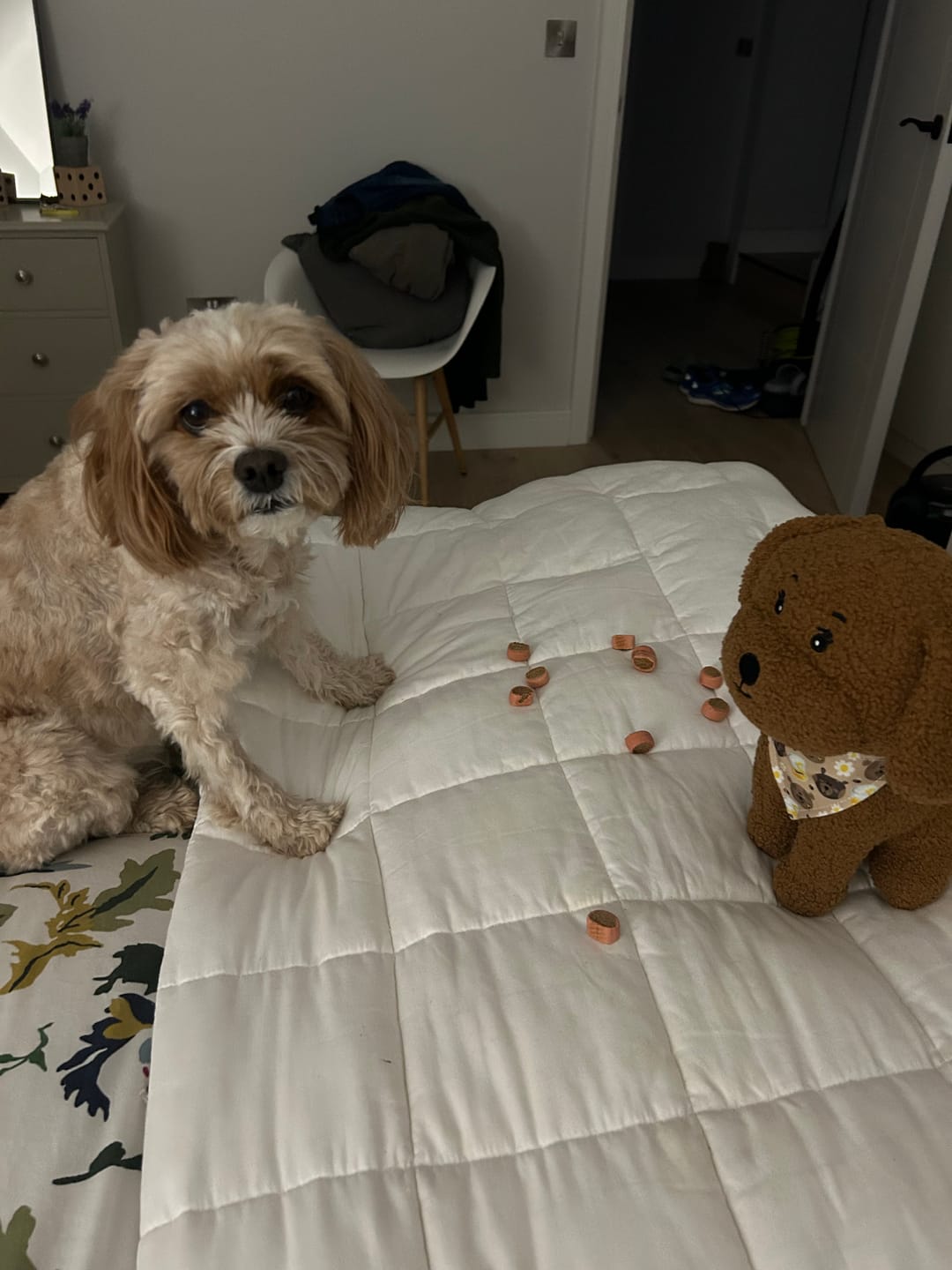 Customer photo review of Dog Blankie - My Fur Ever Love
