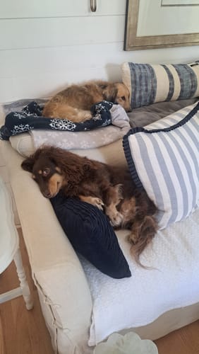 Customer's photo of their two dachshund dogs, the breed featured on the hoodie, relaxing on a couch.