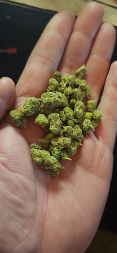 Customer photo review of Jet Fuel Gelato - Minis - 28 Grams - Indica