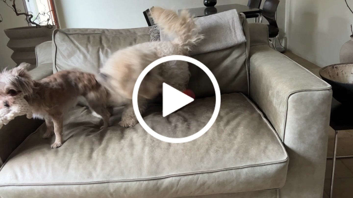 Customer video review of Tapsi – Handgefertigtes Hundespielzeug aus Baumwolltau