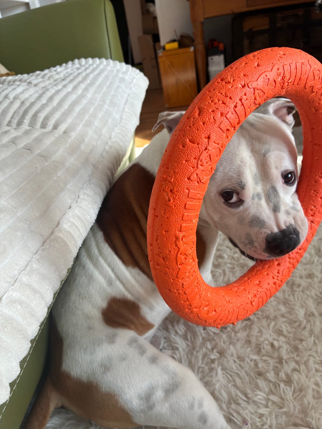Customer photo review of Staffordshire Bull Terrier 1935® Pull Ring - Orange - 1pc