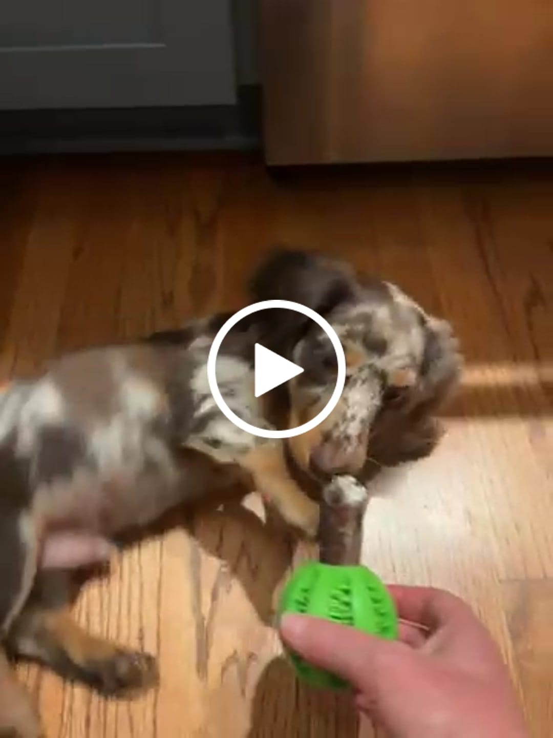 Customer video review of Bully Sticks 6-Inch Monster