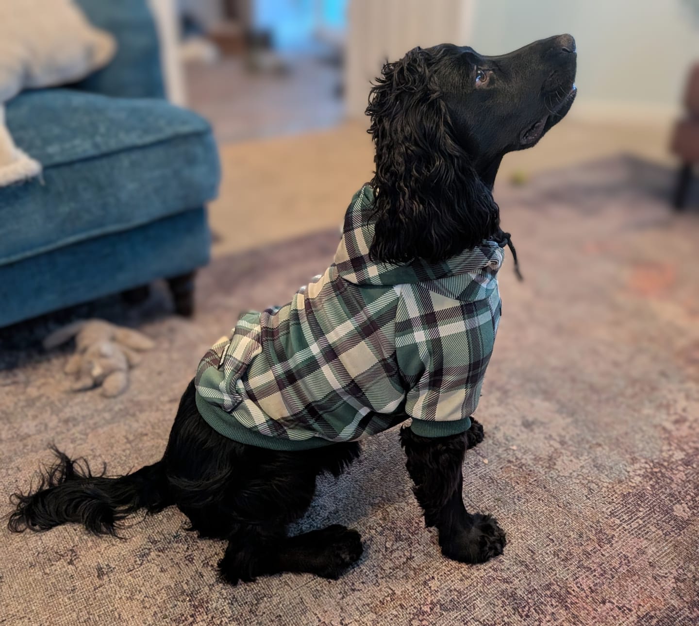 Customer photo review of Green Plaid Dog Hoodie