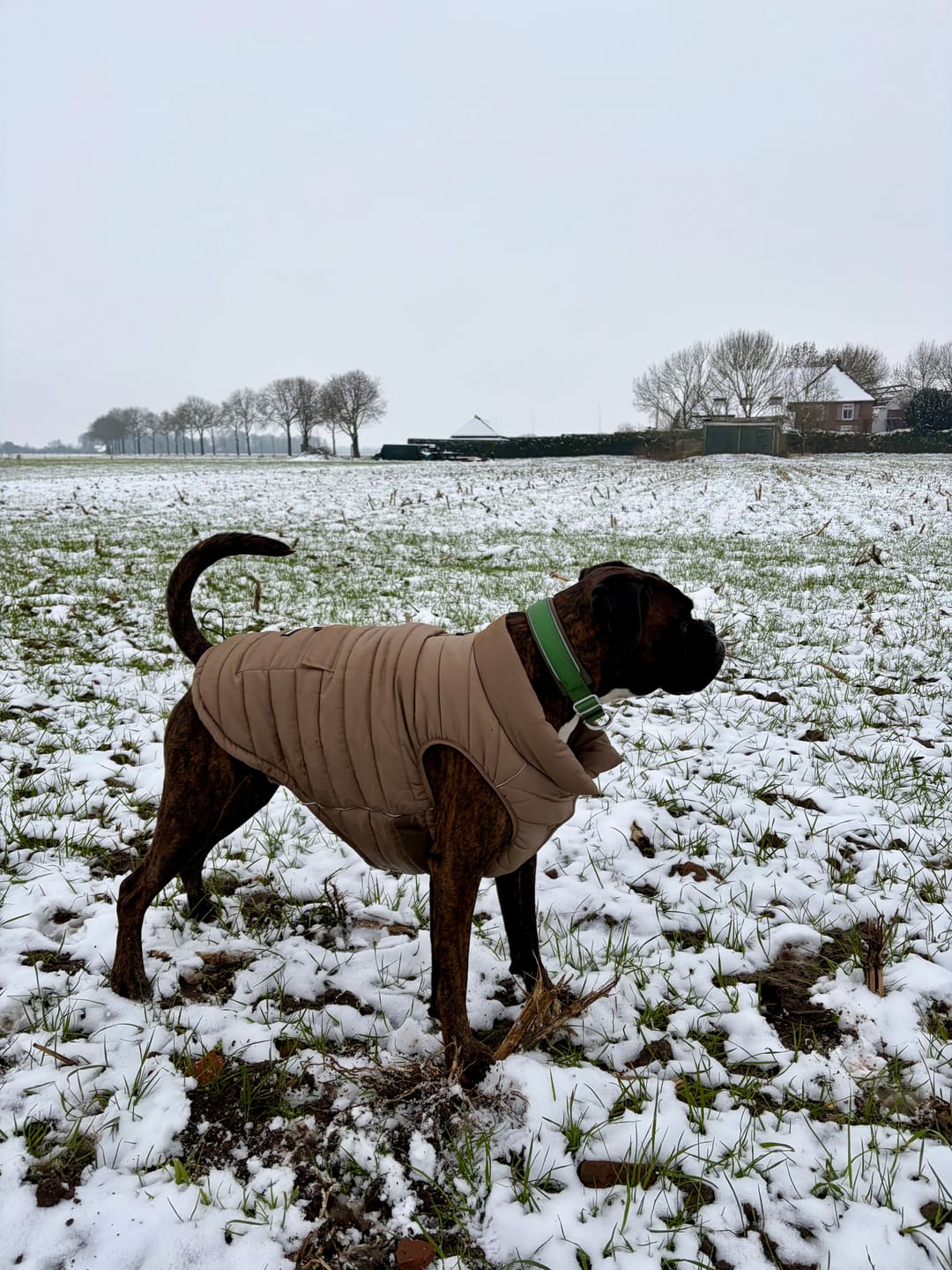 Customer photo review of Cushioned Martingale Collar - Army Green