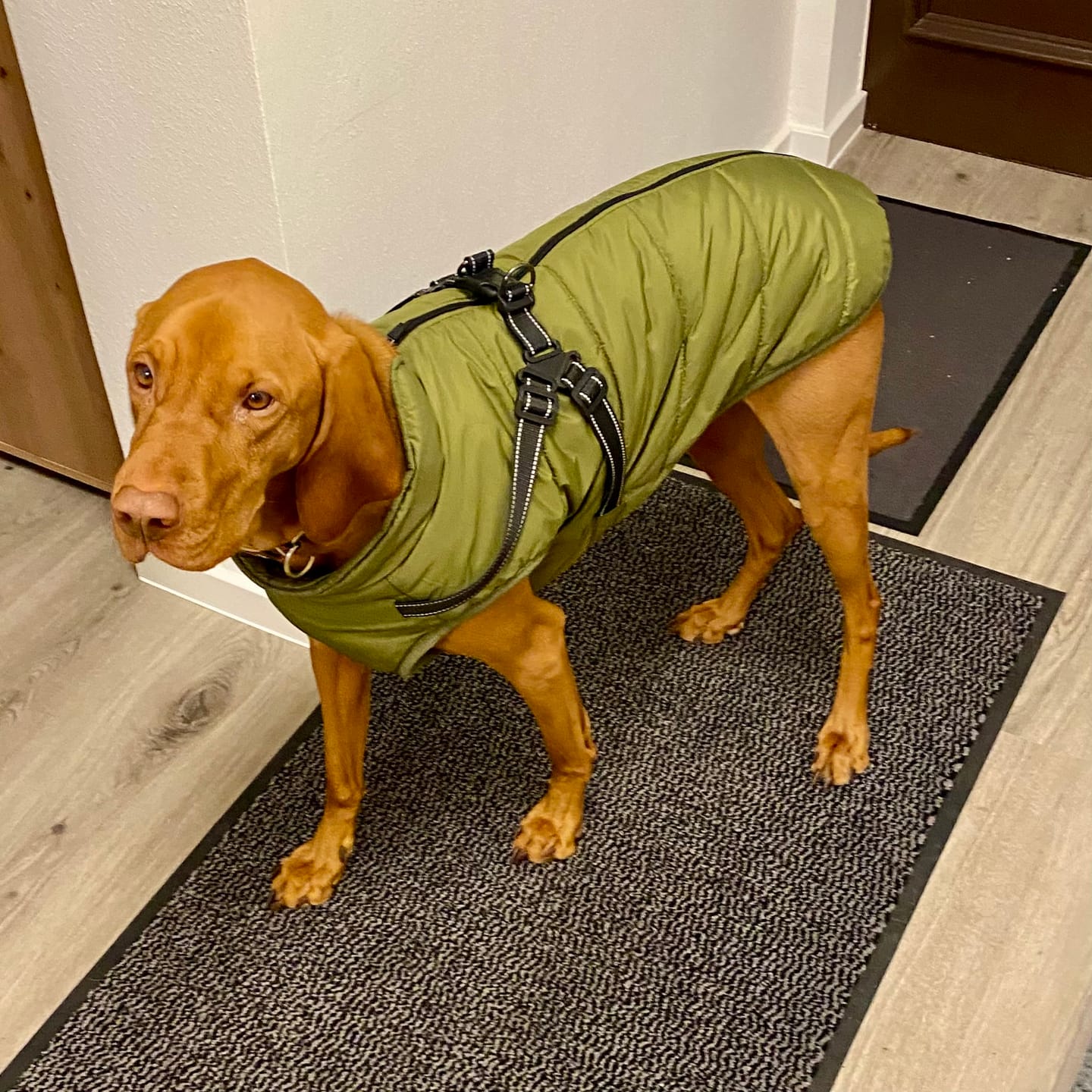 Customer photo review of Emmalove - Wasserdichter Hundemantel Extreme