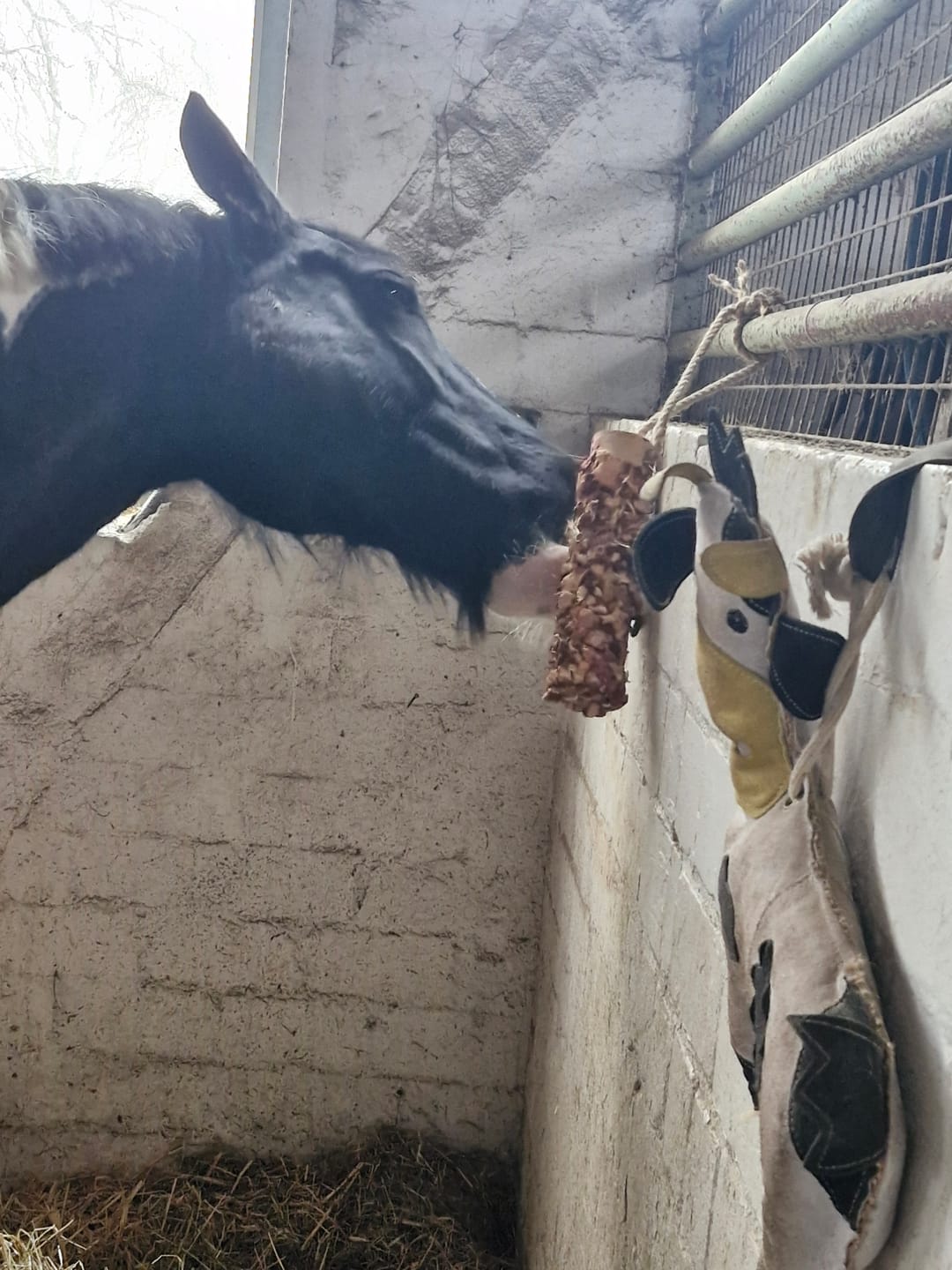 Customer photo review of Knusperholz - limitiert! Der natürliche Knabberspaß für dein Pferd