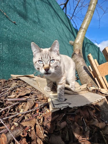 Avis client : un chat de couleur claire aux yeux bleus, debout à l'extérieur sur un tas de feuilles.