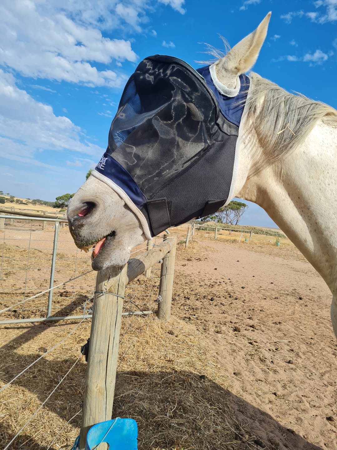 Customer photo review of LE Outback Flymask Original