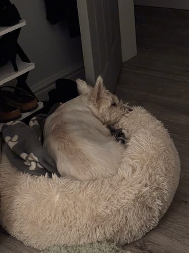 Customer photo review of Calming Donut Bed - Champagne
