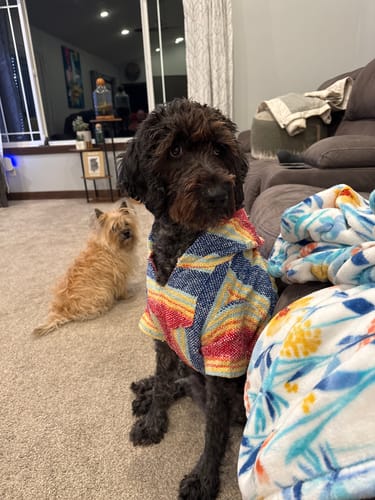 Customer photo review of Playa Poncho – Parrotfish