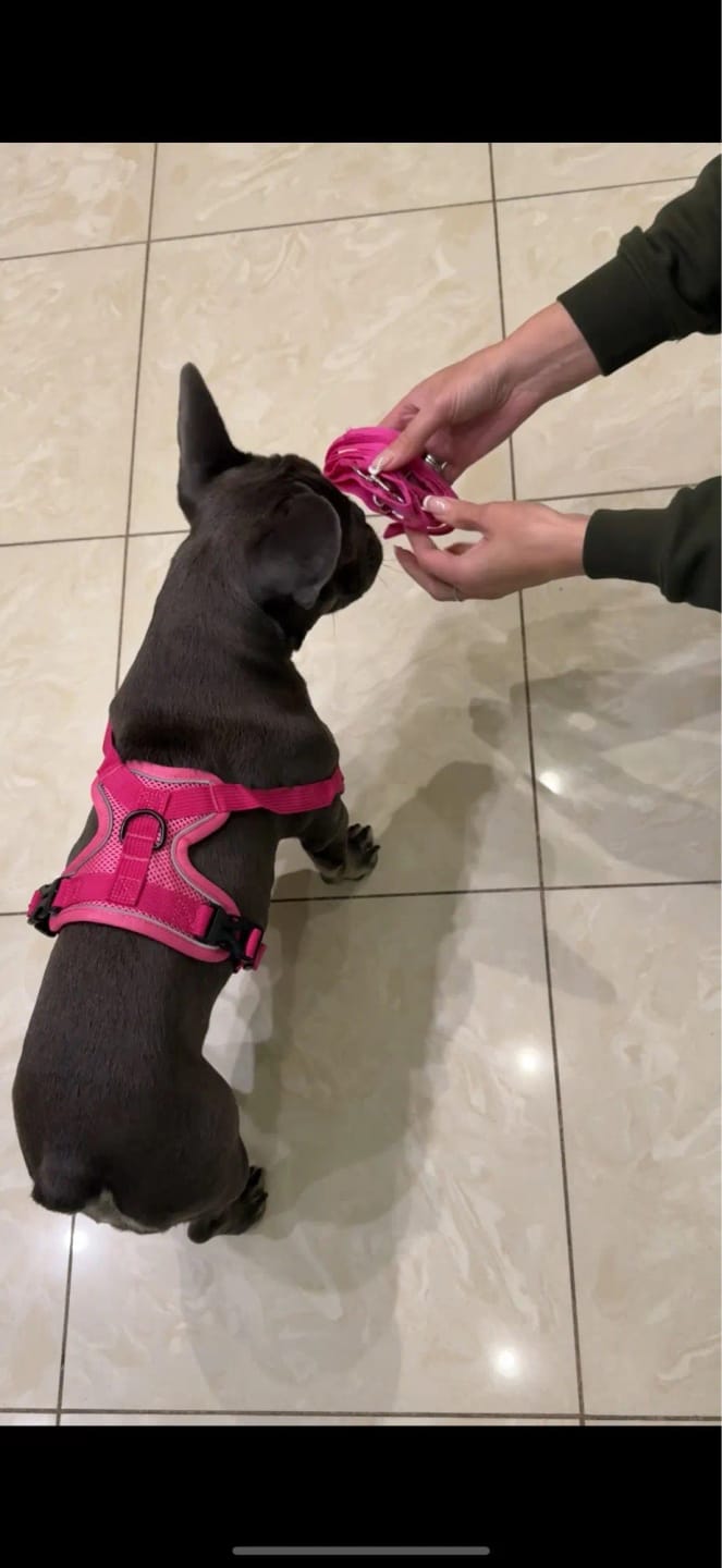 Customer photo review of Harness and Leash Set for Small Dog and Cat