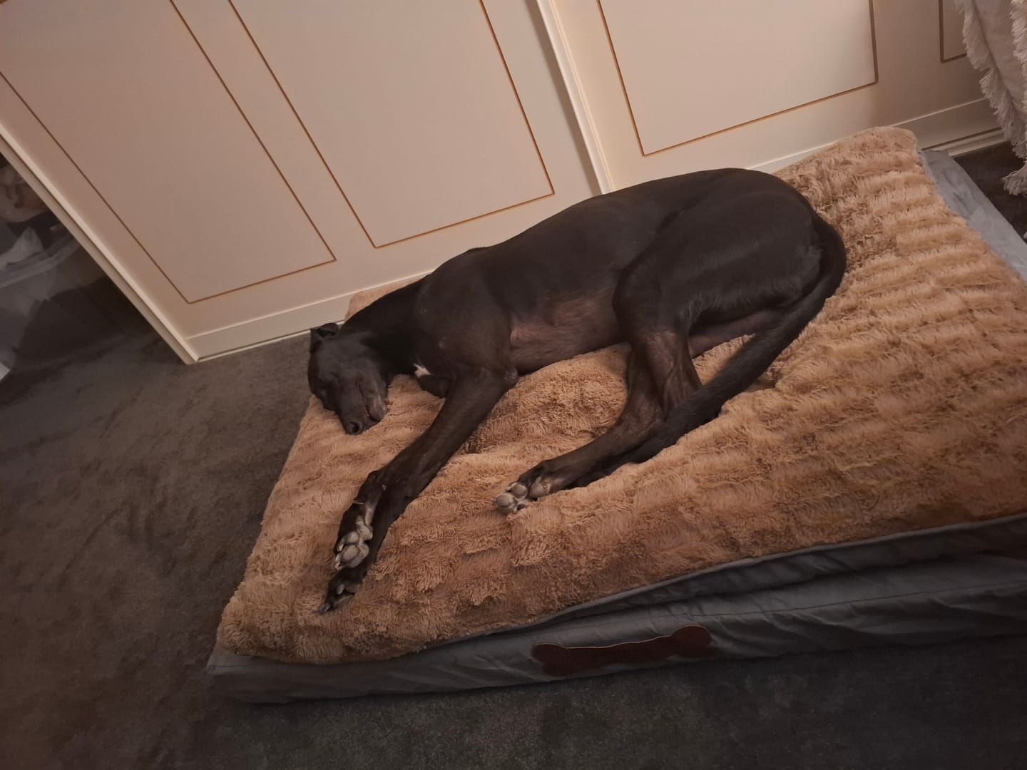 Customer photo review of Dog Memory Foam Mattress