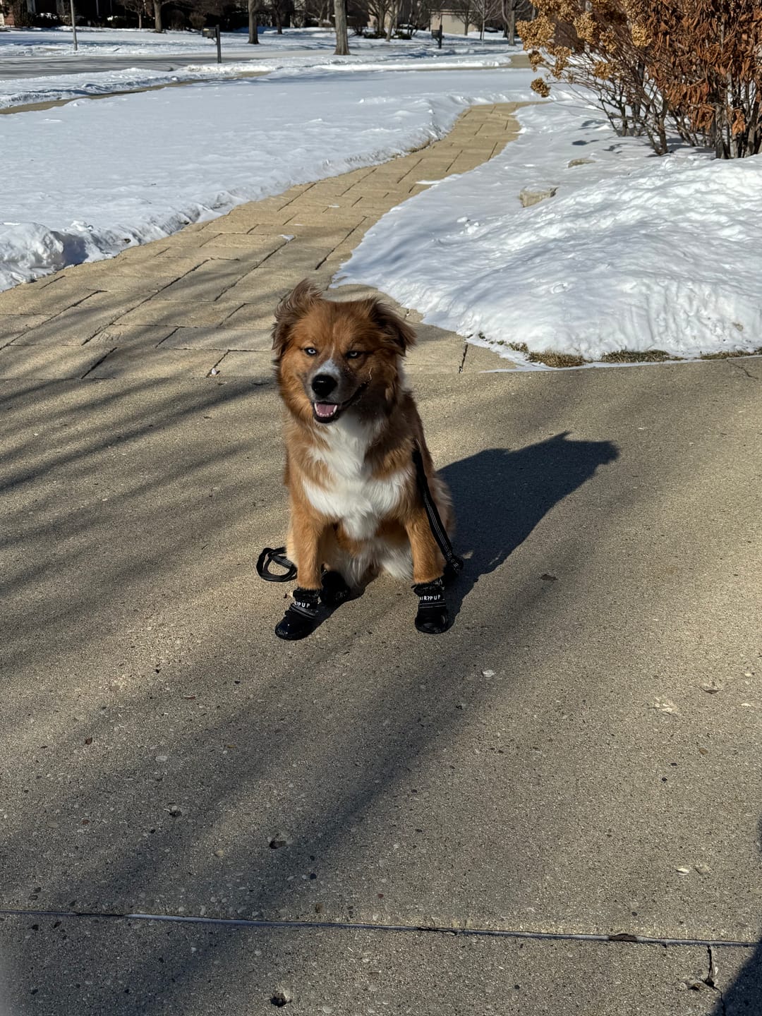 Customer photo review of AIR PUP DOG BOOTS - SET OF 4