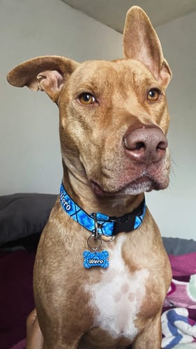 Customer photo review of Collar personalizado para Mascota: Mandala