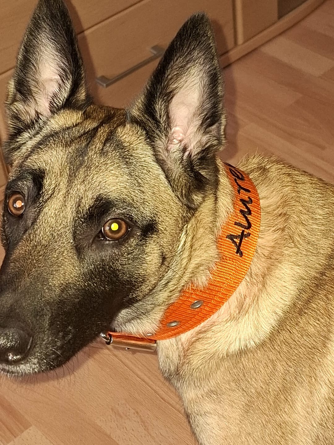 Customer photo review of Hundhalsband med namn