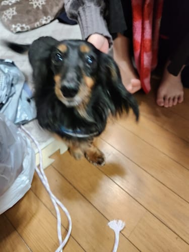 Customer photo review of FunFunPet 高機能ハーネス（お名前タグ作成サービス付き）