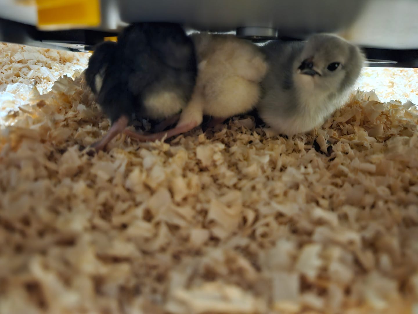 Customer photo review of Comfort Chicks Heat Plate 25 x 25cm