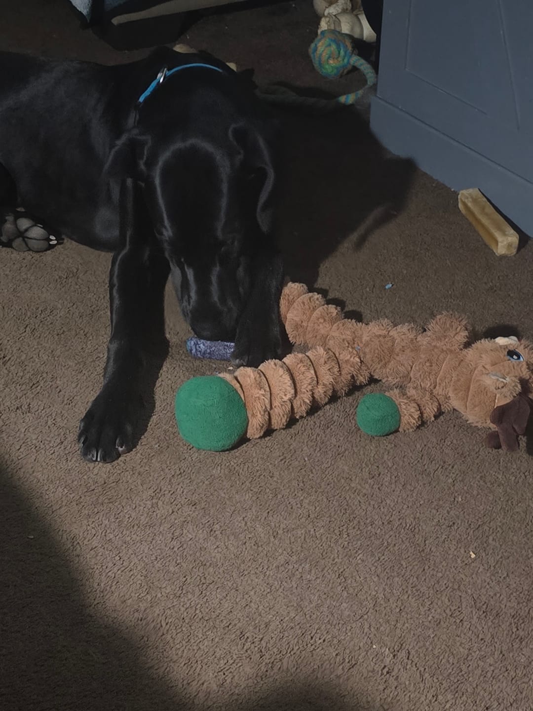 Customer photo review of Blueberry Himalayan Yak Chew (MEDIUM)