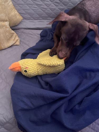 Customer photo review of Duck™ - Il Pupazzo Indistruttibile