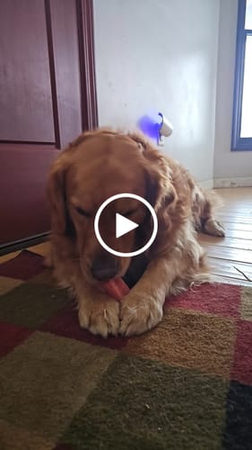 Customer video review of Himalayan Yak Chew Flavor Pack