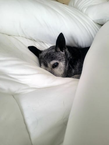 Customer photo review of MarshMellow Comforter