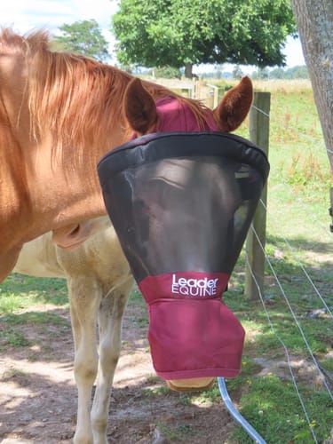 Customer photo review of LE Outback Flymask with Nose (no ears)