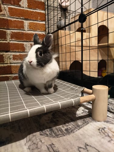 Customer photo review of CT9755 1 Pieza De Cama Elevada Para Mascotas