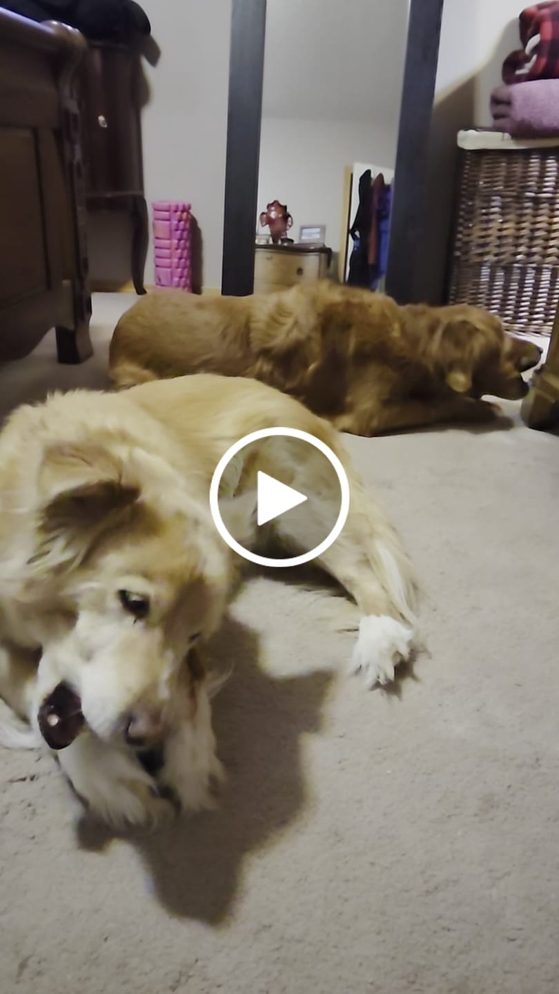 Customer video review of Himalayan Yak Chew (LARGE)