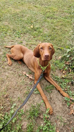 Kundenbewertung für Relax Time: ein entspannter, brauner Hund liegt auf einer Wiese.