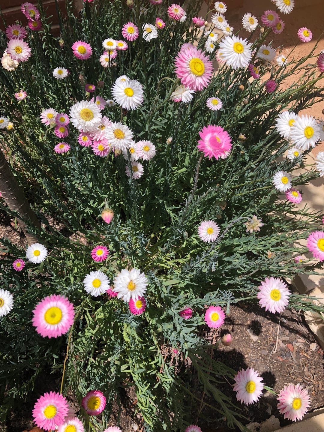 Customer photo review of Lucinda's Everlasting Flower Seeds | Pink and White